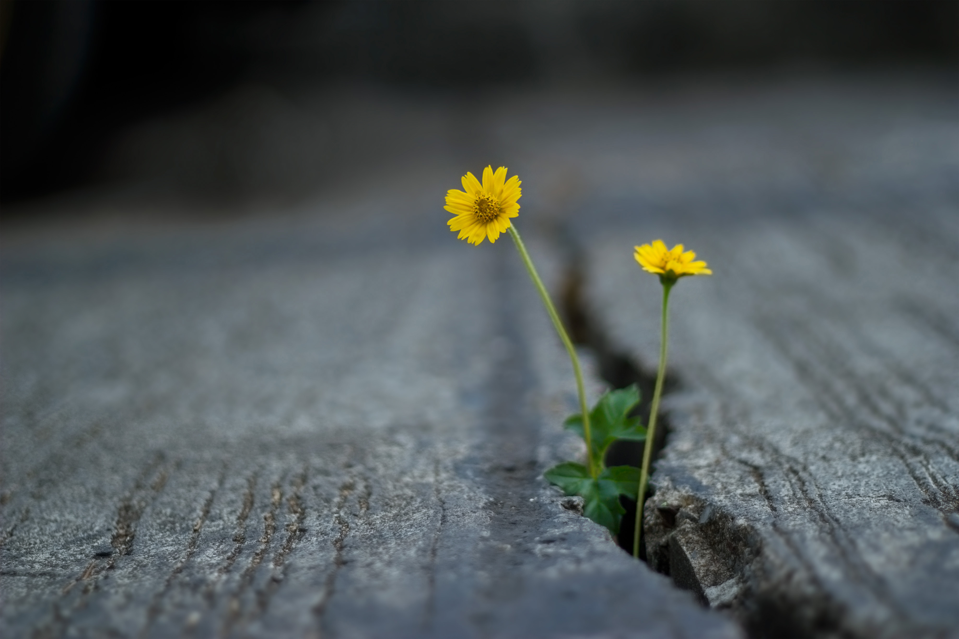 flower growing out of concrete